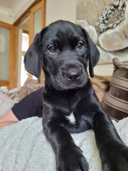 Actual Pet Photo Keyring